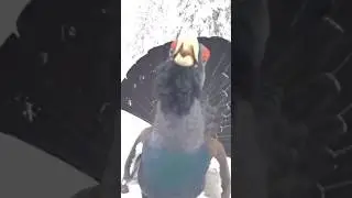 Нападение глухаря .Wood grouse attack. 