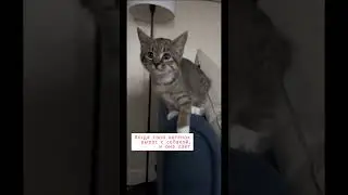 Когда твой котёнок растёт с собакой вместе.🤣🤣🤣 #funniestcats