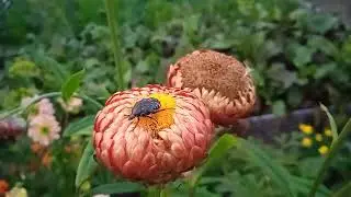 БУКАШЕЧКА
