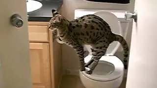 Правильный котэ