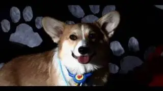 Doggy Talk with Todd Hoff