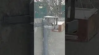 Воробей в снегу