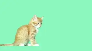 Cute Cat green screen effect video VFX 4