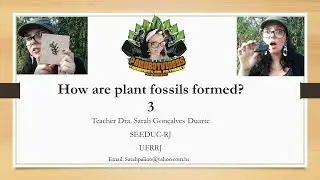 Paleobotany - How are plant fossils formed? 3