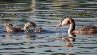 Чомга кормит позднего малыша рыбой. Great Crested Grebe feeds a late chick with fish.