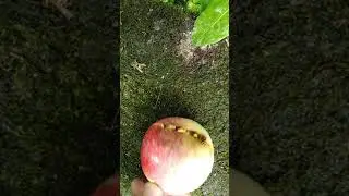 Пьяные осы пируют на проводах лета.