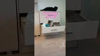 Две кошки и один кот# Воровство среди белого дня ! #cat