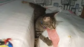 kucing Bengal Meong Meong main di atas karung kejepit toys Doby D