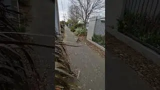 Ducks #newzealand #nz #christchurch #duck #ducks #birds #street #road #morning #bread