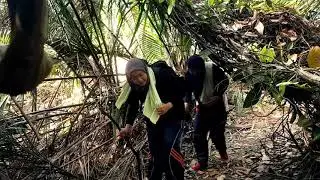 Apek Hill - Bukit Saga - Drone footage