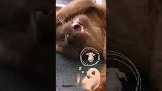 Кошачий храп 🤣🤣🤣Смешные видео 2022 😁новинки 2022