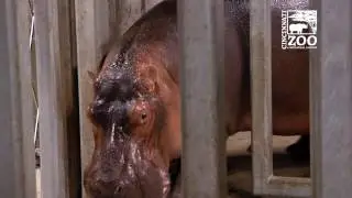 Cincinnati Zoo Team Captures First Ever Ultrasound Image of Nile Hippo Fetus