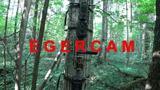 обзор/тест/сравнение фотоловушки EGERCAM