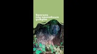 БРОСИЛИ ПОД ДОЖДЕМ!😭