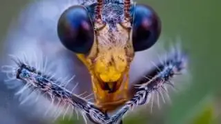 Nikon D700 Macro Photos + Reversed Lens + Extension Tubes - INSECTS