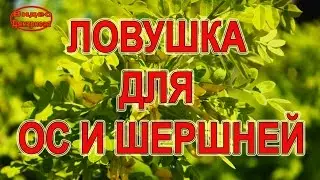 Ловушка для ос и шершней