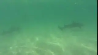 Leopard sharks 8
