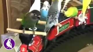 Домашний цирк с попугаями