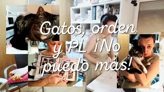 Gatos, orden y PL ! No puedo más! #cats #scrap #vlog #directo #projectlife