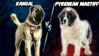 Turkish Kangal VS Pyrenean Mastiff-Comparison