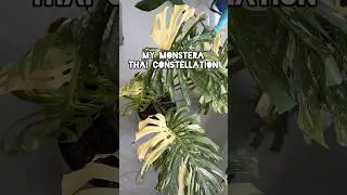 Thijs the Thai constellation ft surprise guest Mickey 🥰 #houseplants #monstera