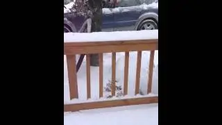 Birds gotta eat even on