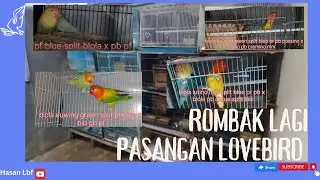 rombak lagi pasangan lovebird