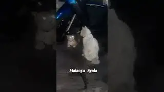 Si Putih #shorts