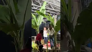 Kacang Koro Voc @rainsonsurbakti Kerja tahun pertumbuken / Perbesi 2