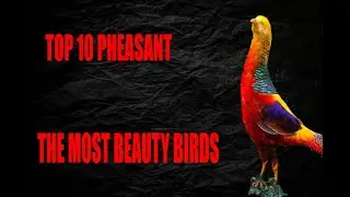 😍💗🦚🦆TOP 10 THE MOST BEAUTIFUL PHEASAN 🦚💗🦆😍