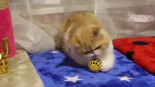 мальчик  экзотический  короткошерстный