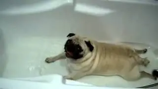 Мопс принимает ванну