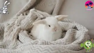 Cutest Rabbit 🐇//Cute Bunny Video//Very Funny And Beautiful Rabbit 🐰 Video