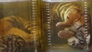 6 Жутких Полицейских Находок