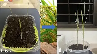 Plant timelapse - Paddy Rice (129 days)
