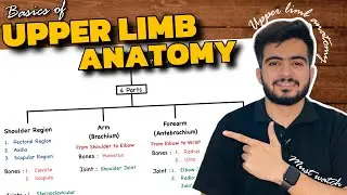 Basics of Upper Limb Anatomy | Upper Limb Anatomy | Dr.Mohit Sheoran