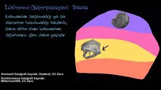 Fosiller ve Kaya Katmanları (Fen Bilgisi) (Coğrafya)