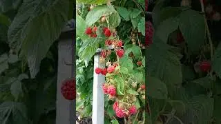 Продолжаем сборы малины. Принимаем заказы на саженцы ОКС малины, ежевики