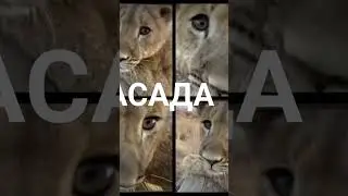 Асада хотела жить 😢❗️все я,больше не могу