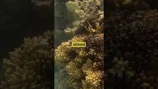 Do You Know ? The largest Living Structure On Earth 