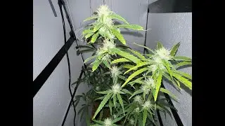 Using Aquaponics to Grow Marijuana DIY