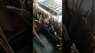 Начинающий виноградарь. 2ой день