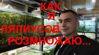 Как я размножаю лялиусов и коридорасы на нерест...