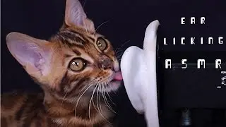 Cat doing ASMR! Purring & ear licking sound [suna asmr]