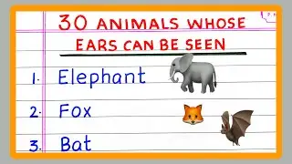 Name ANIMALS WHOSE EARS CAN BE SEEN | 5 | 10 | 20 | 30 Name of ANIMALS WHOSE EARS CAN BE SEEN