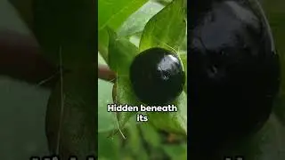Top 5 Most Deadly Plants | Beware of These Toxic Beauties #WaterHemlock #DeadlyNightshade #RosaryPea