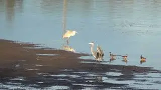 Начальник местного болота)))))