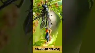 Брачный сезон.Mating season.