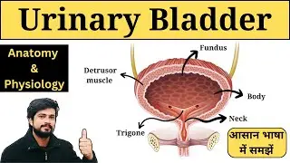 Urinary Bladder Anatomy and Physiology in Hindi | Parts & Layers | MLT | Pharmacy | GNM | Nursing