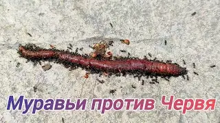 Битва Насекомых: Муравьи Vs Червь